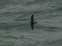 Vaal Stormvogeltje [Hydrobates leucorhous] - Zuiderhavenhoofd Scheveningen (20sept2026)  